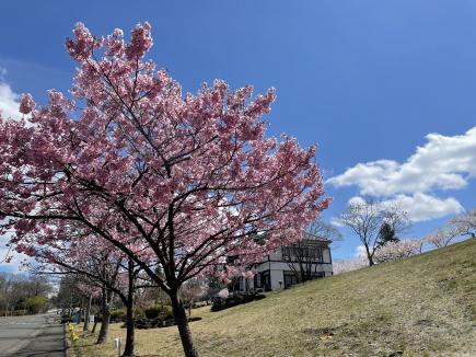 校門からの坂道より（エラ・オー・パトリックホーム側）