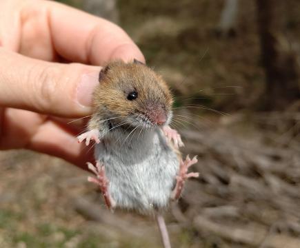 動物たちも活発に（ネズミ調査で捕獲したカヤネズミ）