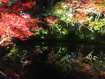 高台寺のライトアップ。池に映る紅葉がとても美しい。