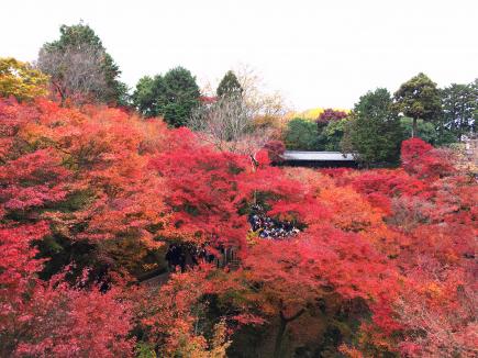 東福寺の紅葉。