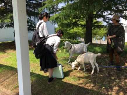 ヤギさんがお出迎え