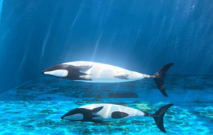 来館者のいない時間帯に水槽を独り占め