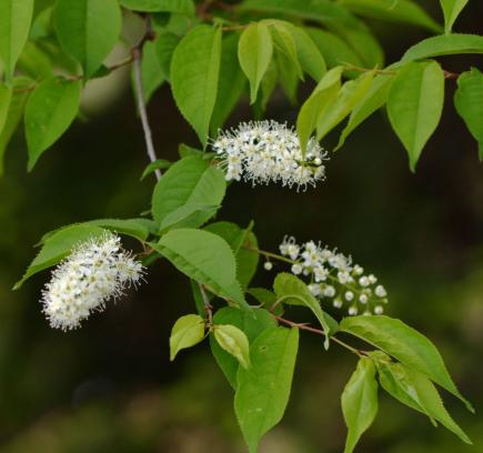 枝の様子や葉は桜です（2023/Ⅳ/21）