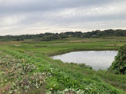 棚田風景(10/19)