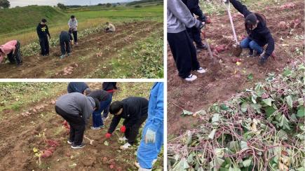 サツマイモ収穫(10/19)