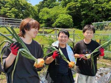 2025年のタマネギ収穫の様子