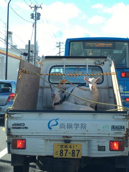 軽トラの荷台で