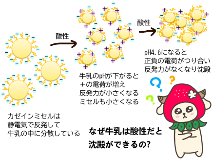 牛乳の等電点沈殿