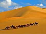 砂漠とラクダ（モンゴル）